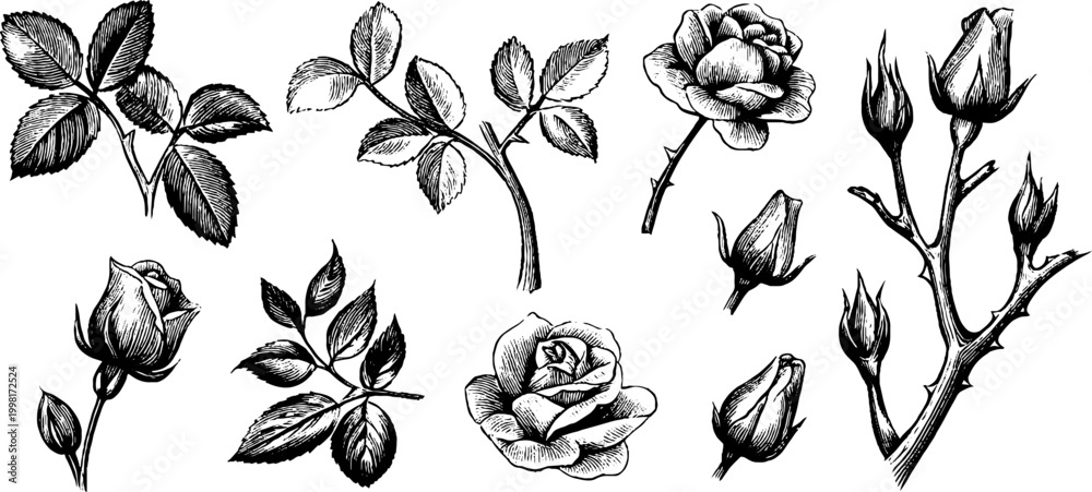 Fototapeta premium Vintage engraved assorted rose buds leaves and small branches set for ornamental design elements, backgrounds, cards and stationery