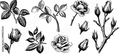 Vintage engraved assorted rose buds leaves and small branches set for ornamental design elements, backgrounds, cards and stationery