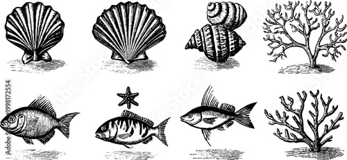 Vintage engraved sea shells coral fans and small fish clipart sheet for nautical label poster and textile design with coastal illustrations