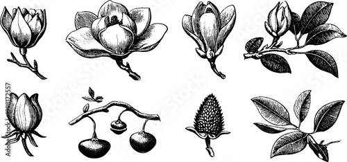 Vintage engraved magnolia petals blossoms and botanical elements clipart sheet for floral design greeting card and botanical illustration background