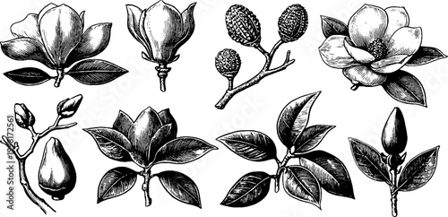 Vintage engraved magnolia botanical elements clipart sheet with separate petals leaves and buds for design background pattern and floral decoration