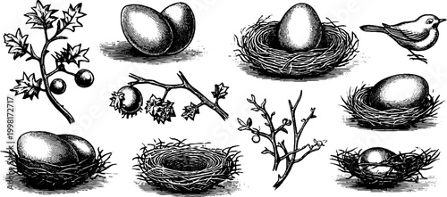 Vintage engraved sheet of bird eggs and nests with berries and twigs for design background and print pattern elements