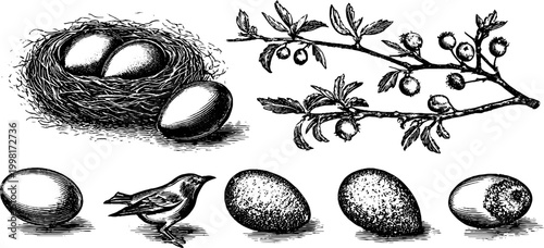 Vintage engraved composition of nests eggs branches and small bird elements for design background and print pattern assets
