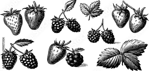 Vintage engraved strawberry and raspberry botanical study sheet with berries and foliage for design, packaging, labels and textured background