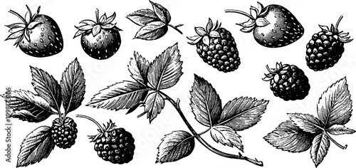 Vintage engraved strawberry and raspberry botanical elements sheet with leaves and berry clusters for design, packaging, labels and background