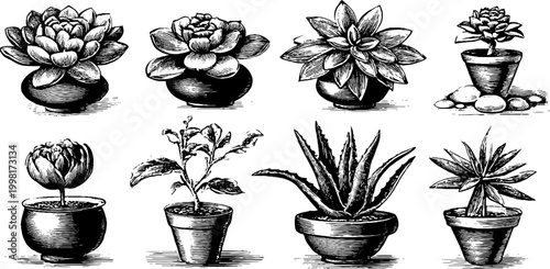 Vintage engraved clipart sheet of succulent rosettes in clay pots for botanical label background and craft poster design
