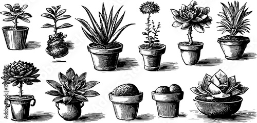 Vintage engraved succulents and aloe leaves botanical elements sheet for design, labels, packaging and seamless background