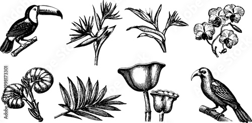 Vintage engraved tropical elements sheet with toucans orchids palm leaves and seedpods for design and surface pattern background