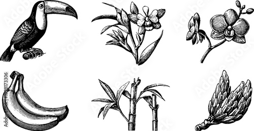Vintage engraved tropical clip sheet featuring toucan orchids bamboo bananas and exotic flowers for pattern design and background use