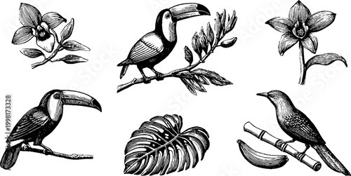 Vintage engraved tropical assortment of toucans orchids monstera leaves bananas and branches for design, surface pattern and backgrounds