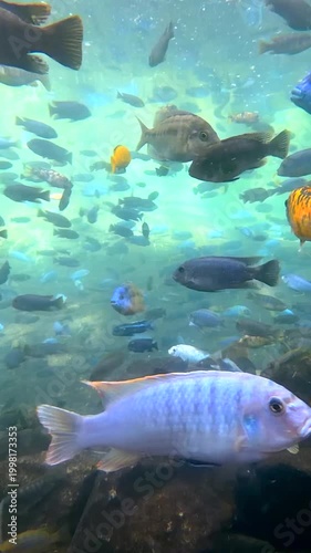 Les poissons