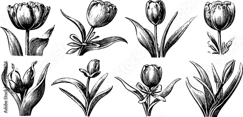 Vintage engraved botanical tulip clipart sheet featuring multiple tulip blossom poses and stems for design patterns background and printable craft use