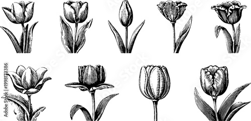 Vintage engraved tulip buds and single tulip stem sheet with varied flower heads for botanical pattern and wallpaper design