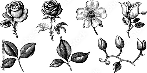 Vintage engraved victorian rose and lily botanical clipart sheet for printable floral background banner and decorative design elements