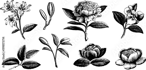 Vintage engraved floral branch and bloom sheet with camellias and buds for wedding invitation design and embellishment