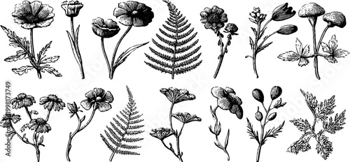 Vintage engraved meadow flowers and fern clipart sheet for botanical surface design, cards and craft backgrounds