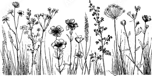 Vintage engraved wild meadow flower clipart sheet for botanical design background pattern and decorative elements for print and craft projects