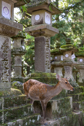 Japan Nara Park Reh