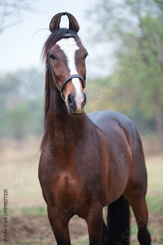 portrait of dark bay Marwari colt posing in garden at cloudy day. Indian authentic horse breed.  India