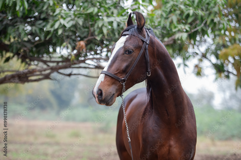 Fototapeta premium portrait of dark bay Marwari colt. Indian authentic horse breed. India