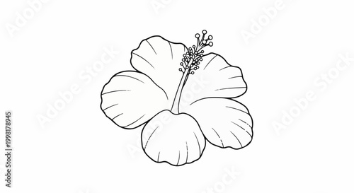 Line drawing of a single hibiscus flower with a detailed center