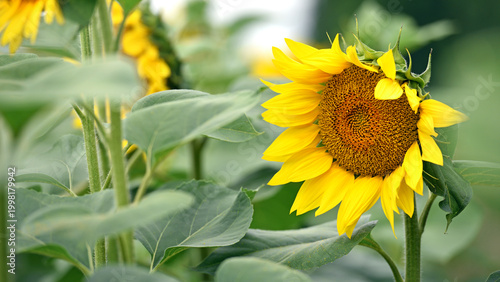 Tableau sur toile sunflower