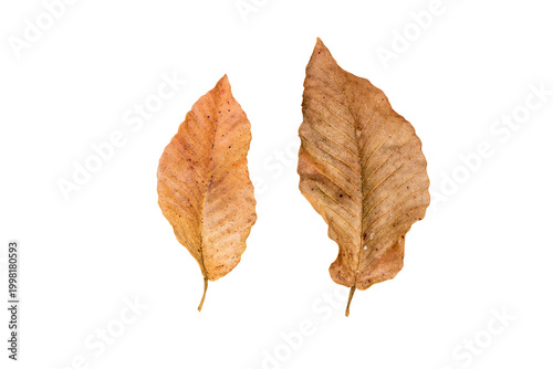 Dried leaves are isolated on  white background