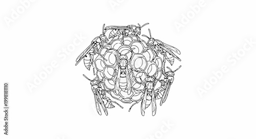 Line drawing of a wasp nest with several wasps