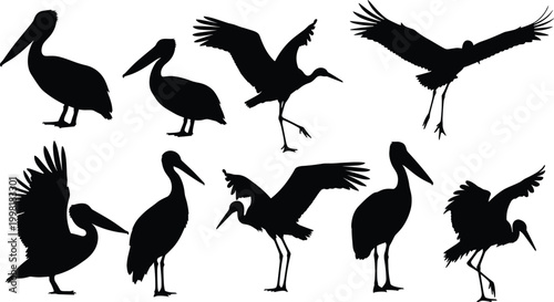 Bird silhouette illustration set, waterfowl heron crane artwork, pelican vector design, ornithology graphic concept, flying standing posture motif