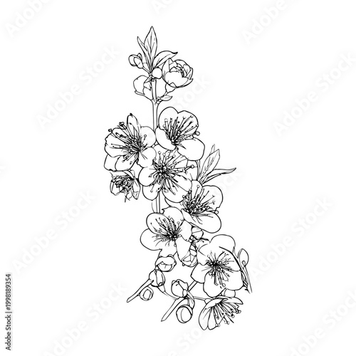 Branch of cherry blossoms illustration sketch style, spring flowers graphic.