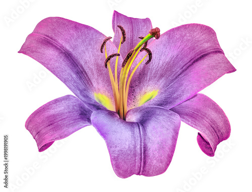 Lily  flower  on  isolated background with clipping path.  Closeup. For design. View from above.  Transparent background	