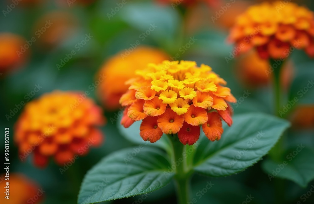 Fototapeta premium Orange and yellow lantana flowers bloom in a garden. Tiny blossoms cluster together on green stems. Leaves and other flowers blur softly behind.