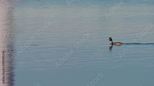 Great crested grebe in breeding plumage. A large bird with a long neck is on the calm surface of a lake. Wide shot.