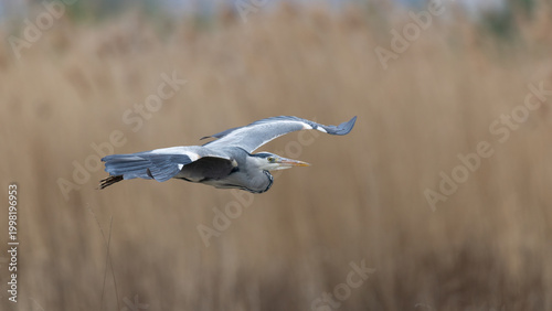 Grey Heron (Ardea cinerea) in Flight