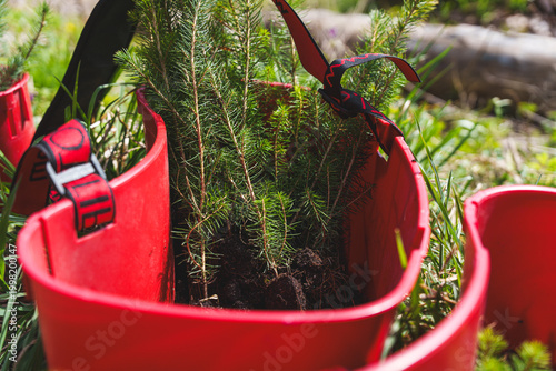 Young conifer tree seedlings with soil root balls prepared for planting in a red plastic forestry container, reforestation and sustainable nursery concept