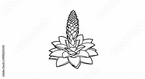 Outline illustration of a succulent plant with layered leaves and a conical bloom