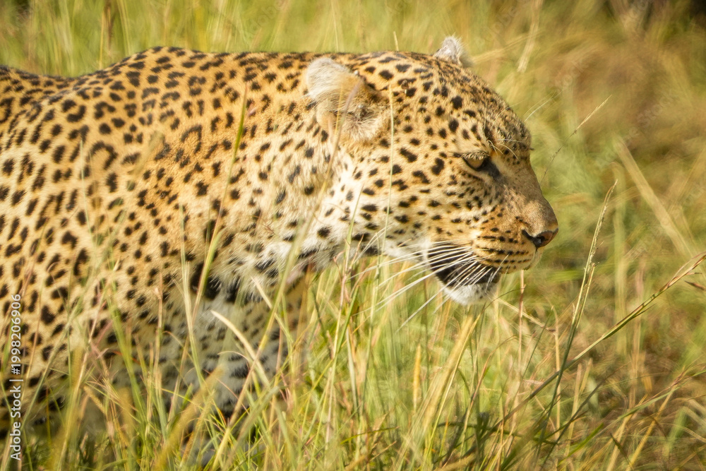 Obraz premium leopardo en masai mara, samburu, nakuru Kenia Afria