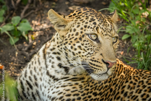 фотографія leopardo en masai mara, samburu, nakuru Kenia Afria