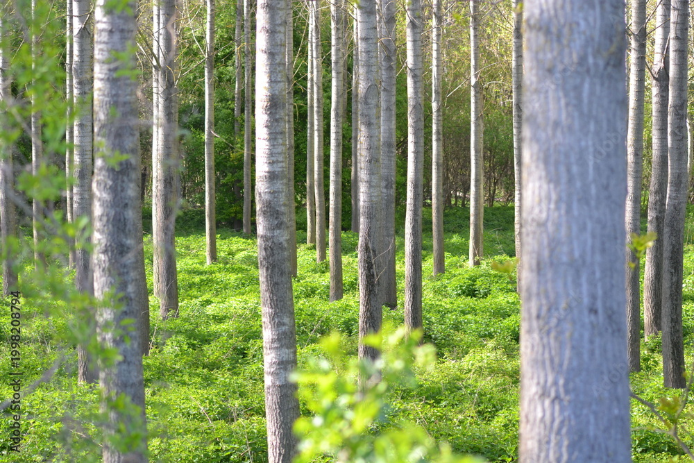 Obraz premium trees in the forest