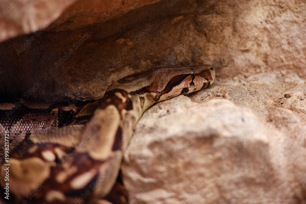 Fototapeta premium Boa Constrictor Resting on Rocks in Terrarium