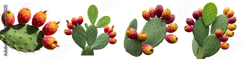 Cuadro en lienzo Prickly Pear Cactus with Ripe Red Fruits Collection Isolated on White Background