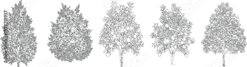 Formal Symmetrical Conifer Tree Draw Vector Set for CAD Architectural Drawings