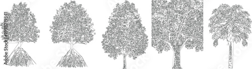 Large Feature Broad Canopy Tree Draw for Public CAD Architectural Drawings