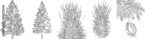 Tall Meadow Grass Draw Vector Set for Softscape CAD Architectural Drawings