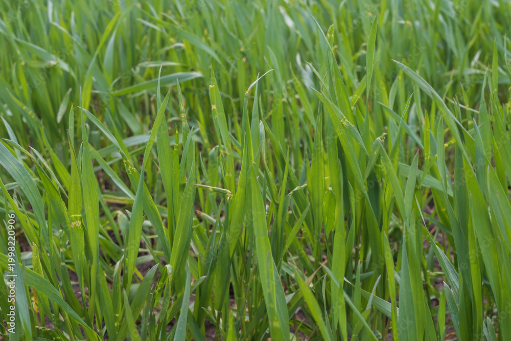Obraz premium Young winter wheat crop growing on fertile soil in spring agricultural field. Fresh green cereal plantation concept.