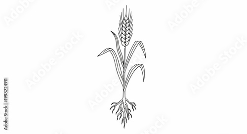 Simple line drawing of a single stalk of wheat with roots and leaves