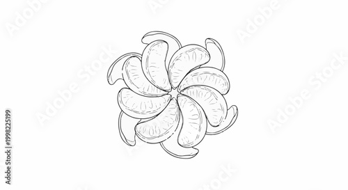 Sketch of peeled citrus segments arranged in a circular pattern
