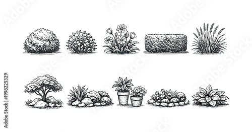 Collection of hand-drawn garden plants and elements in a simple sketch style