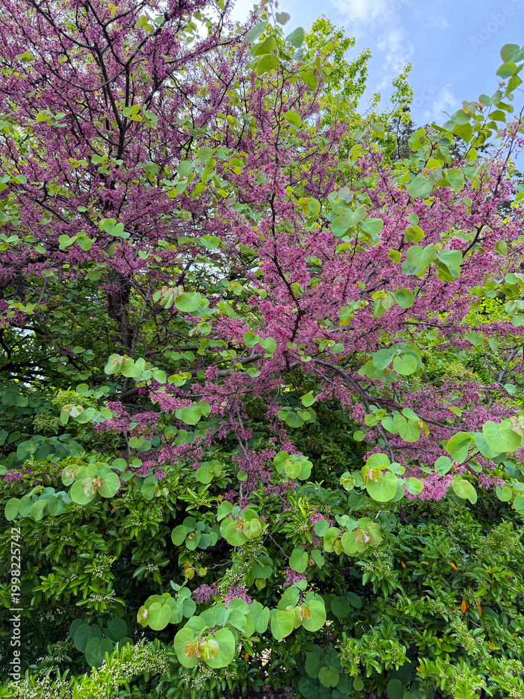 Obraz premium Eastern redbud plant, bright magenta pink pea like flowers that grow directly on the branches and trunk and the distinct heart-shaped leaves that appear just after flowering