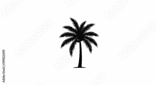 Silhouette of a single palm tree with coconuts on a white background